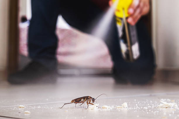 Best Local Pest Control Services  in Loves Park, IL