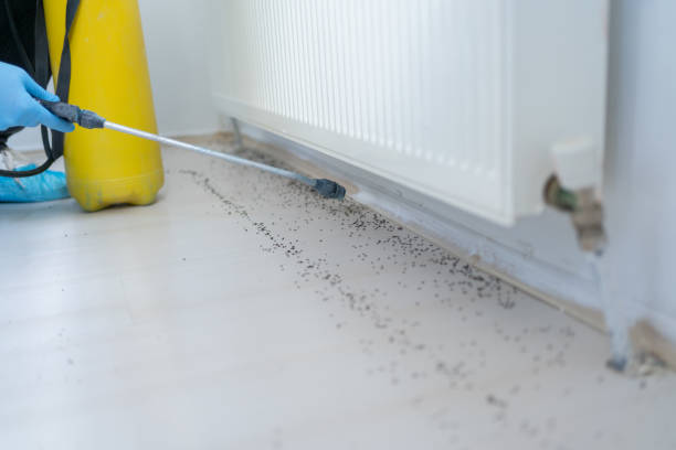 Best Flea Control Services  in Loves Park, IL
